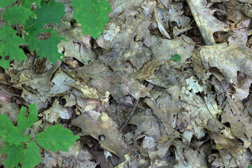 ​A close-up of a forest floor with dry brown leaves, in the corner of which a few young green oak leaves sprout, demonstrating the cycle of nature.