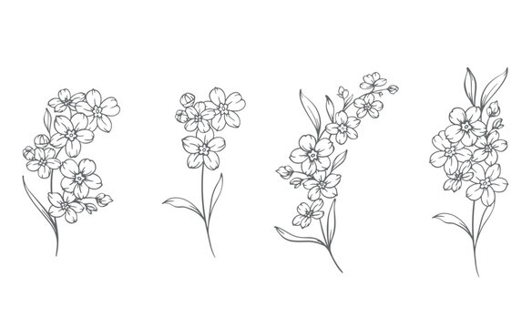 Forget me not flower drawing. Forget-me-not illustration isolated on white illustration. Floral Line Art Graphics. Hand Drawn Outline Flowers. Botanical Silhouette Drawing. Floral Illustration