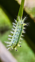 Caterpillar on Leaf: An up-close shot reveals a vibrant green caterpillar with detailed texture and intricate features, gracefully perched on a slender leaf.