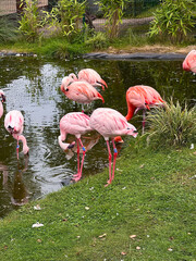 A group of flamingo birds al small lake in a zoo park