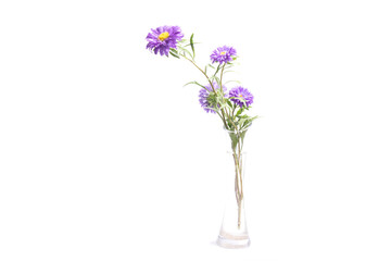 Aster Flower after the Rain Isolated on White