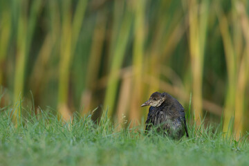 kleine Teichralle im Gras