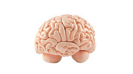 Anatomical model of a human brain with visible gyri and sulci on a plain black background in studio light