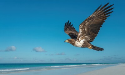 Fototapeta premium A brown and white raptor soars over a pristine beach