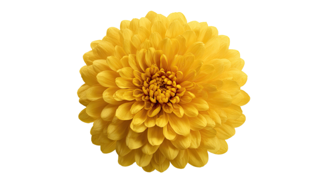 Close-up of a vibrant yellow flower