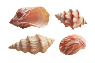 Assorted seashells: varied shapes and unique patterns on white background, cut out