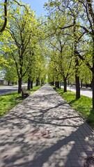Alley in the park