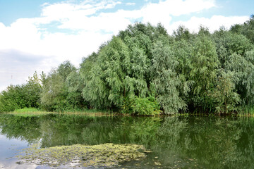 Lush Green Trees Reflecting in Calm Water