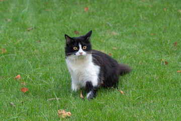 Fluffy Black and White Cat Resting on Fresh Green Lawn