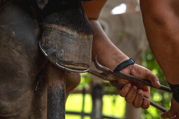 Close up farrier using tool fitting horseshoe on hoof in stable work