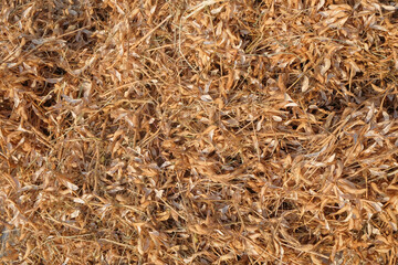 Background pattern and texture of brown dried soybean skin. For graphic design and banners