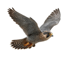 Soaring falcon in flight wild nature bird PNG, isolated on transparent background