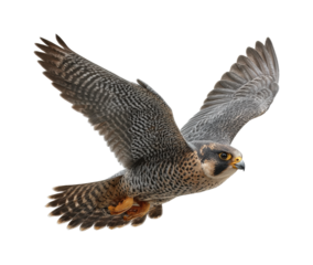 Soaring falcon in flight wild nature bird PNG, isolated on transparent background