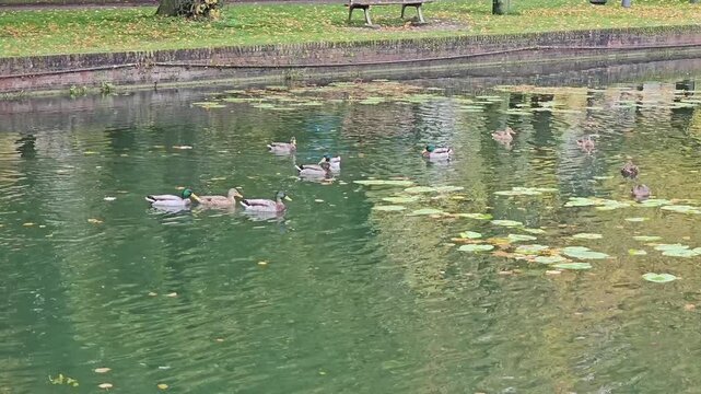 ducks swimming at De&ucirc;le Canal ( Le canal de la Moyenne-De&ucirc;le ) in Lille, France 