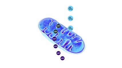 2D and 3D mitochondria animation showing oxygen, ATP and ADP molecules in cellular respiration and energy production