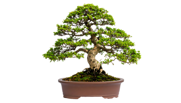 Miniature Bonsai Tree in Brown Pot.