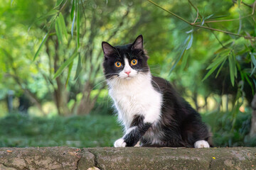  Adorable Black and White Cat Sitting on a Log in Lush Green Forest