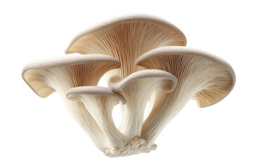 Fototapeta premium Vibrant cluster of oyster mushrooms showcasing natural elegance, cut out