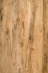 Vertical background texture of banana tree trunk with dry brown skin. For graphic design and banners