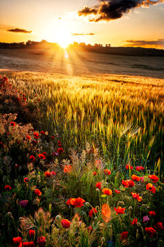 Amanece en el trigal