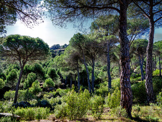 Pinos y sistus en el cerro Alcornocoso