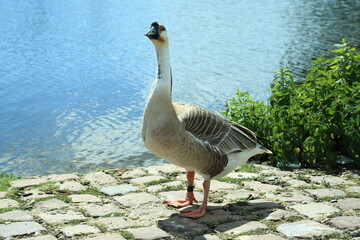 A domestic goose Anser cygnoides stands upright on cobblestones near a calm river appearing alert and observant Its long neck and distinct head markings are clearly visible along with a leg band used 