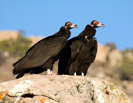 Two black vultures perched on a rock against a clear blue sky