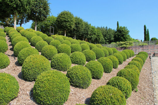 gardens of a medieval and renaissance castle in amboise in france 