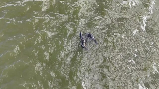Goolwa Barrage, South Australia: 4K Aerial Drone Footage of Long-nosed Fur Seals or New Zealand fur(Arctocephalus forsteri) Swimming, Wildlife Behaviour, Water Ripples and Natural Murray River Habitat