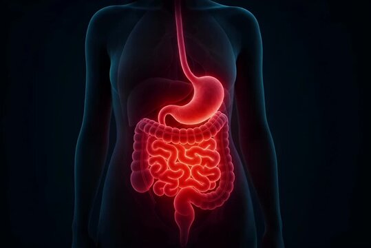 human body with intestines and stomach inflammation. Illustration of gastritis displaying discomfort, nausea, and digestive issues