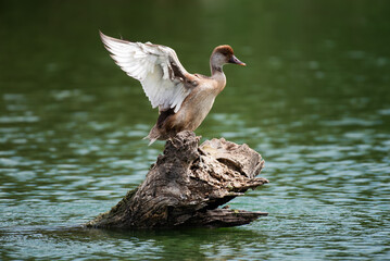 A duck stands perched on a log floating in the water