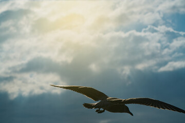 青空を背景に、悠々と大空を舞うウミネコ