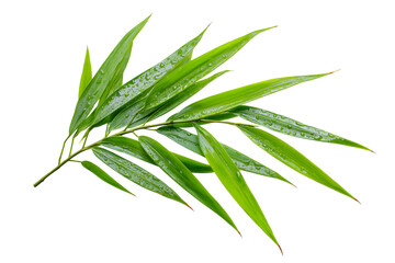 Obraz premium vibrant bamboo leaves showcasing freshness isolated on white background
