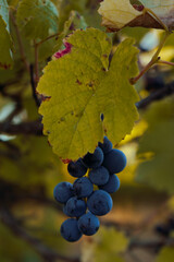 Fototapeta premium Racimo de uvas negras en época de vendimia.