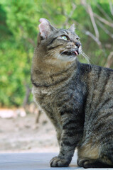 庭先で何かを見つめる、舌を出す仕草が可愛らしい猫