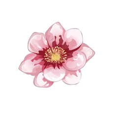 Decorative Sakura Flower in Full Bloom. Floral Botanical Cherry Blossom Closeup