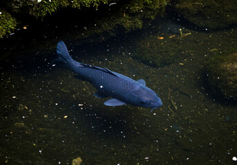 Fototapeta premium A dark-colored koi fish swims in a murky pond, partially obscured by shadows and aquatic plants.