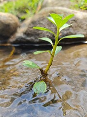 A small green plant grows resiliently in clear shallow water, surrounded by natural rocks, symbolizing new life and environmental harmony.
