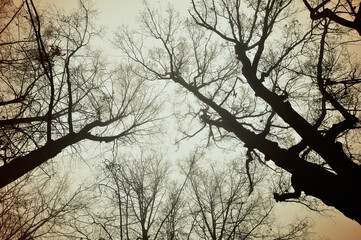 Halloween background. Autumn tree tops of bare forest trees on the background of gray cloudy sky in foggy day - autumn landscape with Halloween atmosphere. Vintage tones processing