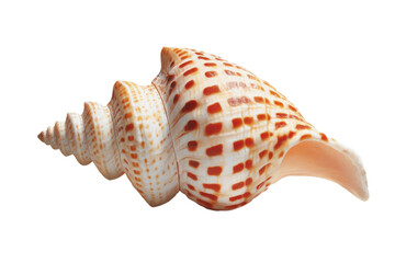 Obraz premium Close-up of spotted conch shell displaying intricate patterns and natural spiral design, cut out