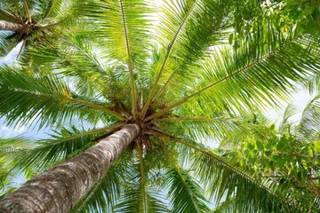 Obraz premium Lush tropical palm trees, vibrant green foliage, and a bright sky form a stunning vista.