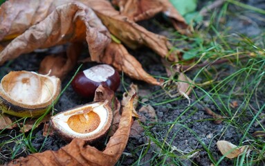 Fallen chestnuts surrounded by dry autumn leaves on the forest floor create a seasonal scene. The earthy tones and natural textures capture the essence of autumn in the wild.