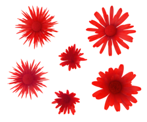 Collection of Five Vibrant Red Gerbera Daisies on White Background daisy flower isolated on a transparent background