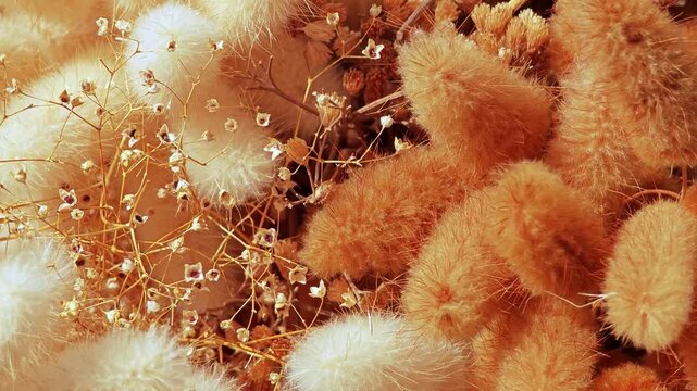 Bouquet of multicolored dried flowers lagurus ovatus in beige.