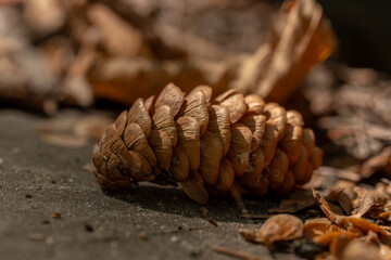 close up of a pine cone
