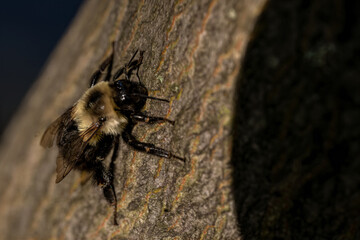 spider on the ground