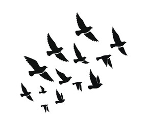 Flying bird shiloute vector, shiloute vector of birds