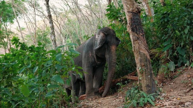 Large asian elephant walking green jungle trail, revealing powerful grace amid dense tropical foliage in wild Thailand wildlife habitat.
