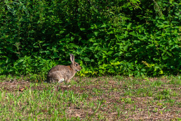 Un coniglio accucciato in un prato