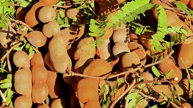 Tamarind fruits pods with leaves.